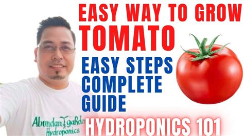 Pagtatanim Ng KAMATIS sa Hydroponics .